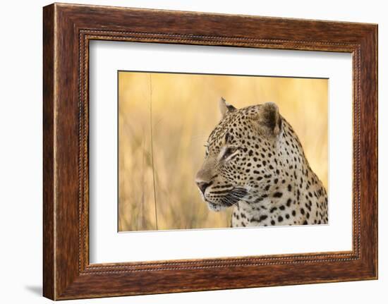 African Leopard-Michele Westmorland-Framed Photographic Print