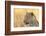 African Leopard-Michele Westmorland-Framed Photographic Print