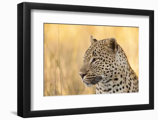 African Leopard-Michele Westmorland-Framed Photographic Print