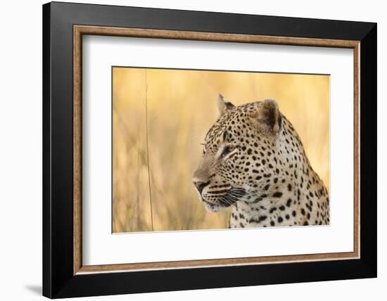 African Leopard-Michele Westmorland-Framed Photographic Print