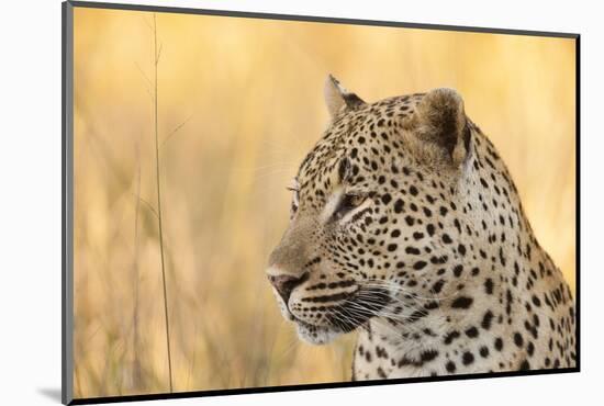 African Leopard-Michele Westmorland-Mounted Photographic Print