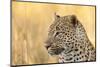 African Leopard-Michele Westmorland-Mounted Photographic Print