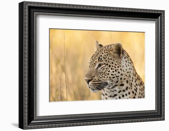 African Leopard-Michele Westmorland-Framed Photographic Print