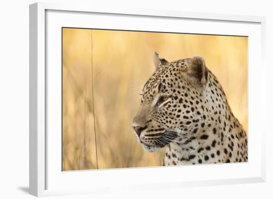 African Leopard-Michele Westmorland-Framed Photographic Print