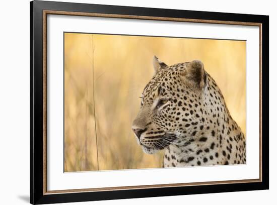 African Leopard-Michele Westmorland-Framed Photographic Print