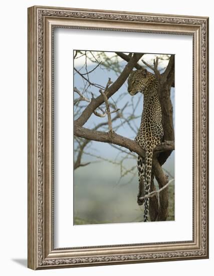 African Leopard-Mary Ann McDonald-Framed Photographic Print