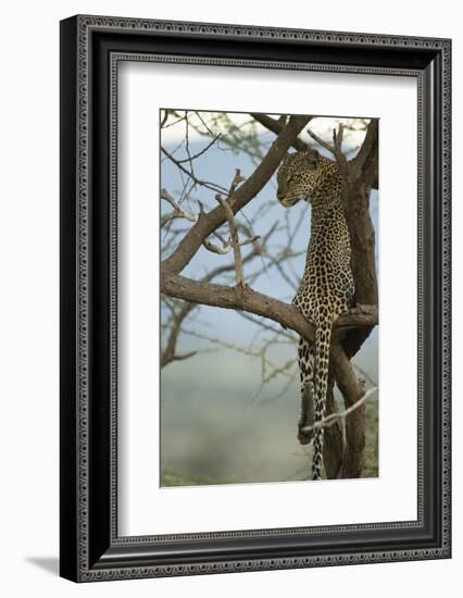 African Leopard-Mary Ann McDonald-Framed Photographic Print