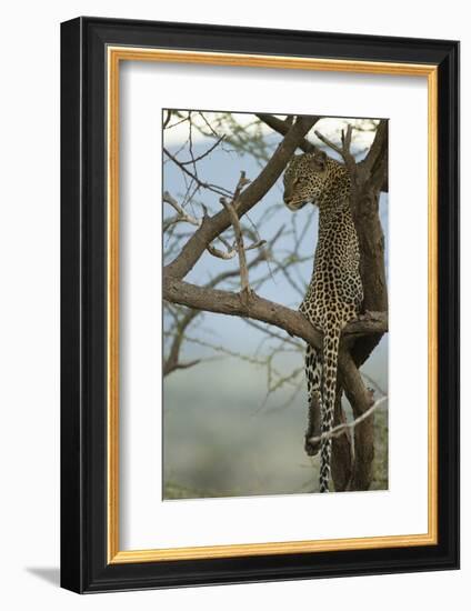 African Leopard-Mary Ann McDonald-Framed Photographic Print