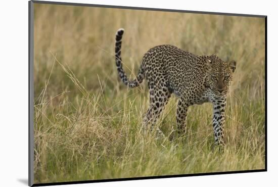 African Leopard-Mary Ann McDonald-Mounted Photographic Print