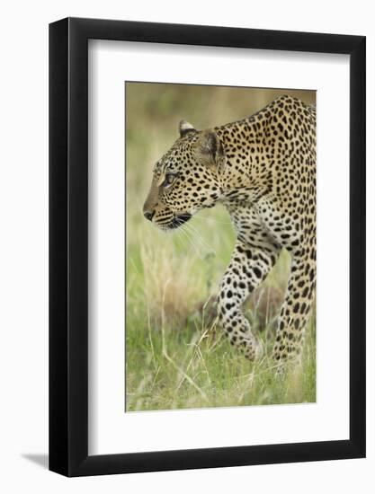 African Leopard-Mary Ann McDonald-Framed Photographic Print