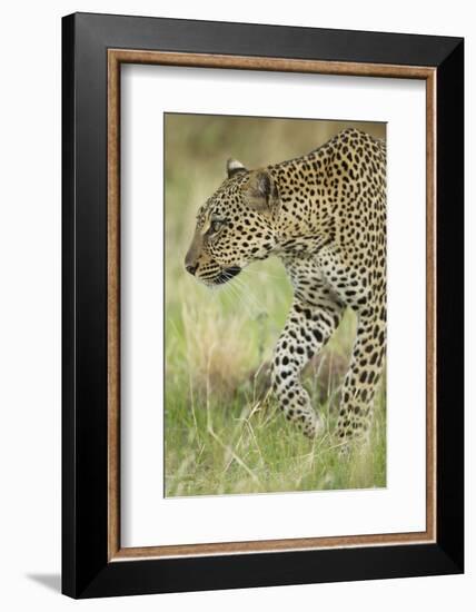 African Leopard-Mary Ann McDonald-Framed Photographic Print