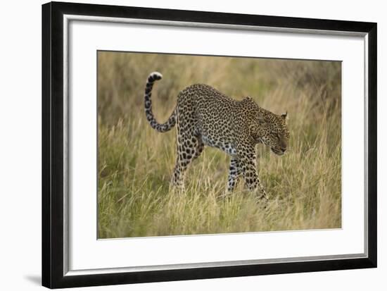 African Leopard-Mary Ann McDonald-Framed Photographic Print