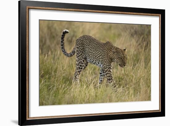 African Leopard-Mary Ann McDonald-Framed Photographic Print