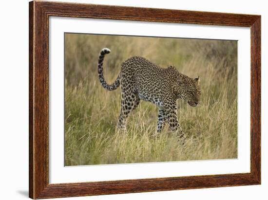 African Leopard-Mary Ann McDonald-Framed Photographic Print