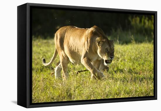 African Lion Agressive Female-Mary Ann McDonald-Framed Premier Image Canvas