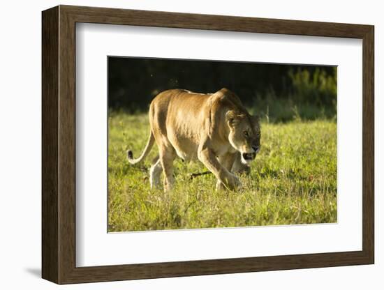 African Lion Agressive Female-Mary Ann McDonald-Framed Photographic Print