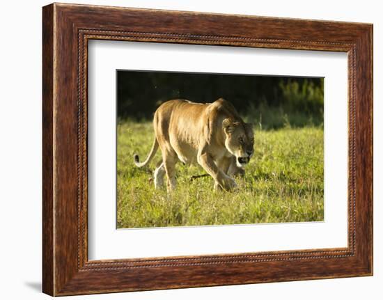 African Lion Agressive Female-Mary Ann McDonald-Framed Photographic Print