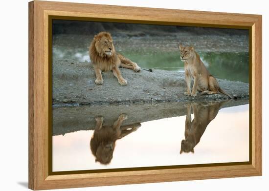 African Lion and Lioness (Panthera Leo), Ndutu, Ngorongoro Conservation Area, Tanzania-null-Framed Stretched Canvas