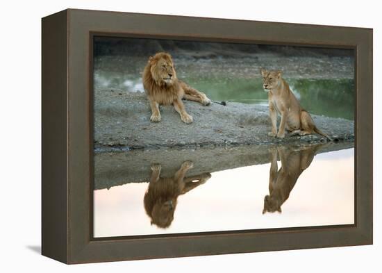 African Lion and Lioness (Panthera Leo), Ndutu, Ngorongoro Conservation Area, Tanzania-null-Framed Stretched Canvas