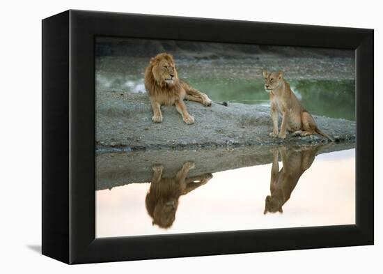 African Lion and Lioness (Panthera Leo), Ndutu, Ngorongoro Conservation Area, Tanzania-null-Framed Stretched Canvas