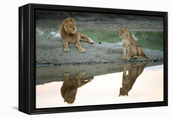 African Lion and Lioness (Panthera Leo), Ndutu, Ngorongoro Conservation Area, Tanzania-null-Framed Stretched Canvas