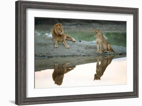 African Lion and Lioness (Panthera Leo), Ndutu, Ngorongoro Conservation Area, Tanzania-null-Framed Photographic Print