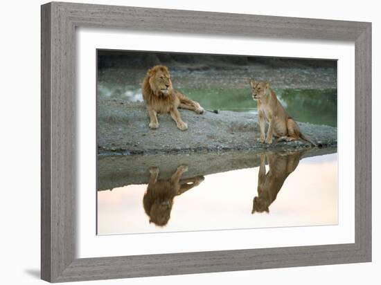 African Lion and Lioness (Panthera Leo), Ndutu, Ngorongoro Conservation Area, Tanzania-null-Framed Photographic Print