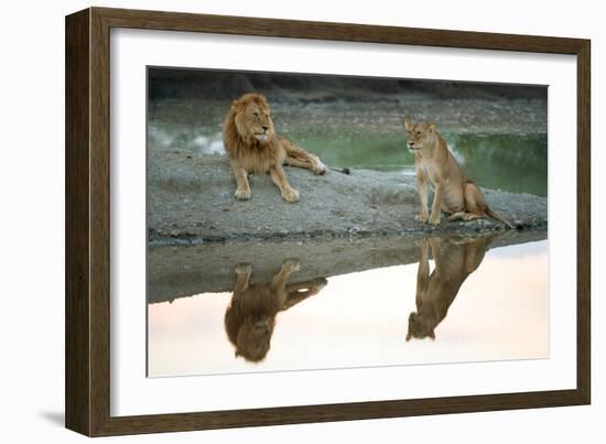 African Lion and Lioness (Panthera Leo), Ndutu, Ngorongoro Conservation Area, Tanzania-null-Framed Photographic Print