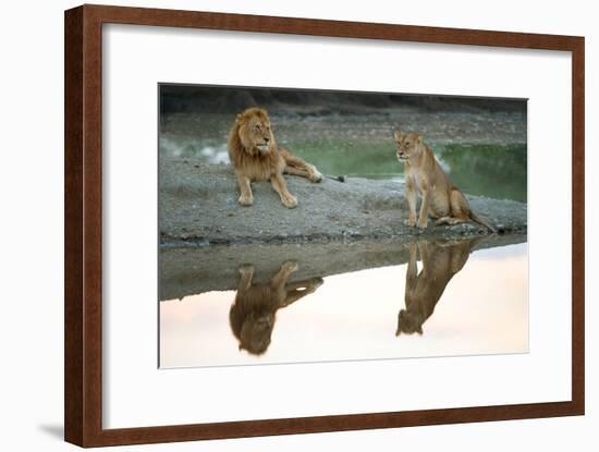 African Lion and Lioness (Panthera Leo), Ndutu, Ngorongoro Conservation Area, Tanzania-null-Framed Photographic Print