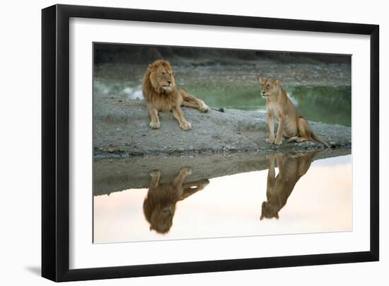 African Lion and Lioness (Panthera Leo), Ndutu, Ngorongoro Conservation Area, Tanzania-null-Framed Photographic Print