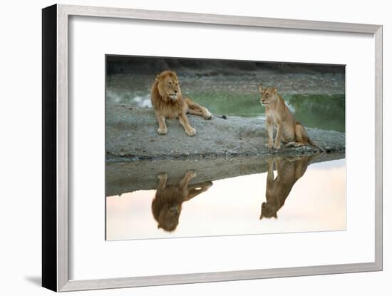 African Lion and Lioness (Panthera Leo), Ndutu, Ngorongoro Conservation Area, Tanzania-null-Framed Photographic Print