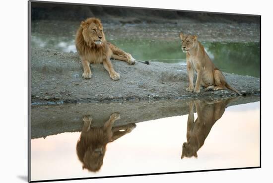 African Lion and Lioness (Panthera Leo), Ndutu, Ngorongoro Conservation Area, Tanzania-null-Mounted Photographic Print