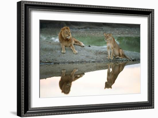 African Lion and Lioness (Panthera Leo), Ndutu, Ngorongoro Conservation Area, Tanzania-null-Framed Photographic Print