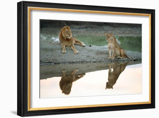 African Lion and Lioness (Panthera Leo), Ndutu, Ngorongoro Conservation Area, Tanzania-null-Framed Photographic Print