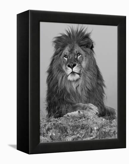 African Lion, Bozeman, Montana, USA-Joe & Mary Ann McDonald-Framed Premier Image Canvas