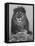 African Lion, Bozeman, Montana, USA-Joe & Mary Ann McDonald-Framed Premier Image Canvas