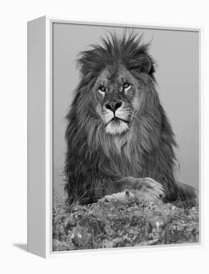 African Lion, Bozeman, Montana, USA-Joe & Mary Ann McDonald-Framed Premier Image Canvas