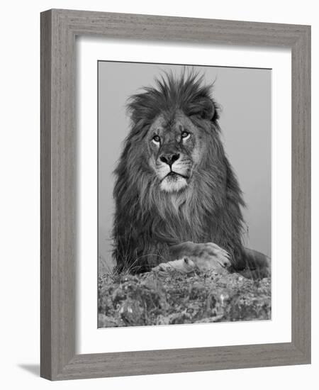 African Lion, Bozeman, Montana, USA-Joe & Mary Ann McDonald-Framed Photographic Print