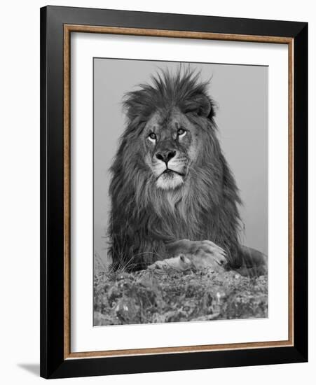 African Lion, Bozeman, Montana, USA-Joe & Mary Ann McDonald-Framed Photographic Print