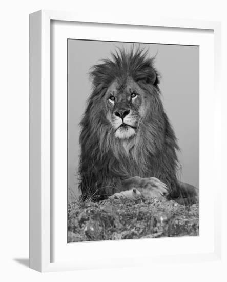 African Lion, Bozeman, Montana, USA-Joe & Mary Ann McDonald-Framed Photographic Print