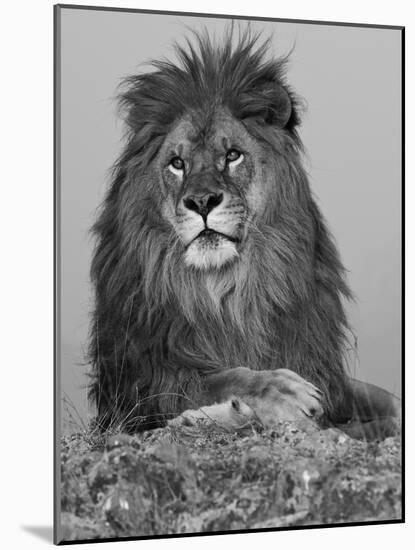 African Lion, Bozeman, Montana, USA-Joe & Mary Ann McDonald-Mounted Photographic Print