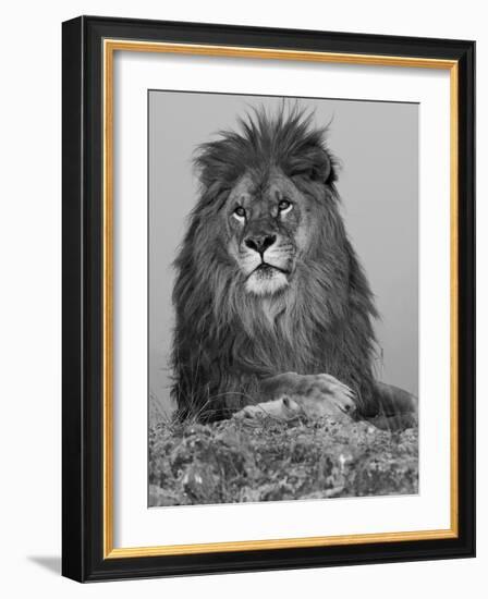 African Lion, Bozeman, Montana, USA-Joe & Mary Ann McDonald-Framed Photographic Print