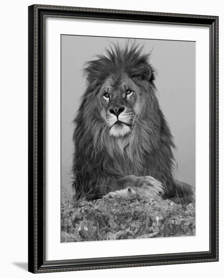 African Lion, Bozeman, Montana, USA-Joe & Mary Ann McDonald-Framed Photographic Print