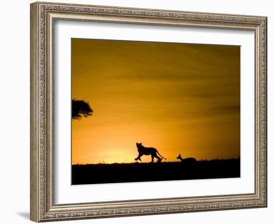 African Lion Chasing Gazelle, Masai Mara, Kenya-Joe McDonald-Framed Photographic Print