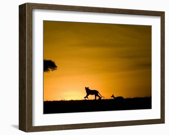 African Lion Chasing Gazelle, Masai Mara, Kenya-Joe McDonald-Framed Photographic Print