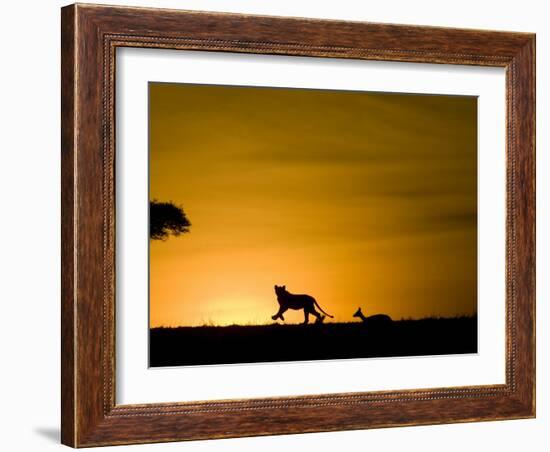 African Lion Chasing Gazelle, Masai Mara, Kenya-Joe McDonald-Framed Photographic Print