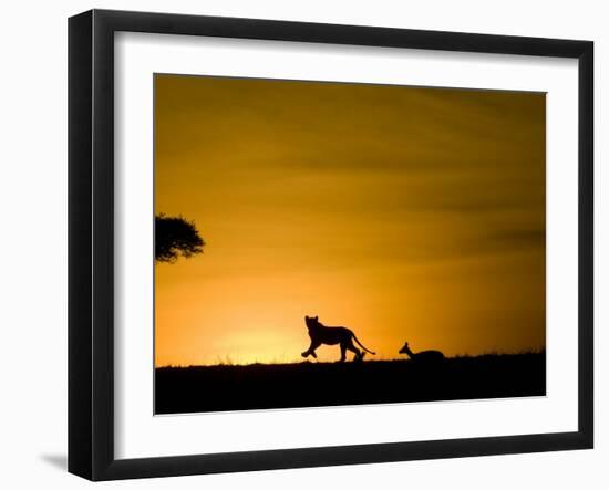 African Lion Chasing Gazelle, Masai Mara, Kenya-Joe McDonald-Framed Photographic Print