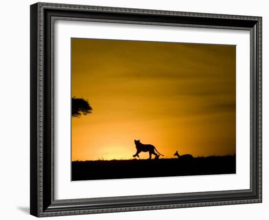 African Lion Chasing Gazelle, Masai Mara, Kenya-Joe McDonald-Framed Photographic Print