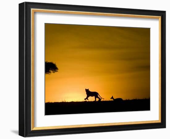 African Lion Chasing Gazelle, Masai Mara, Kenya-Joe McDonald-Framed Photographic Print