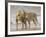 African Lion Courtship Behaviour Prior to Mating, Etosha Np, Namibia-Tony Heald-Framed Photographic Print